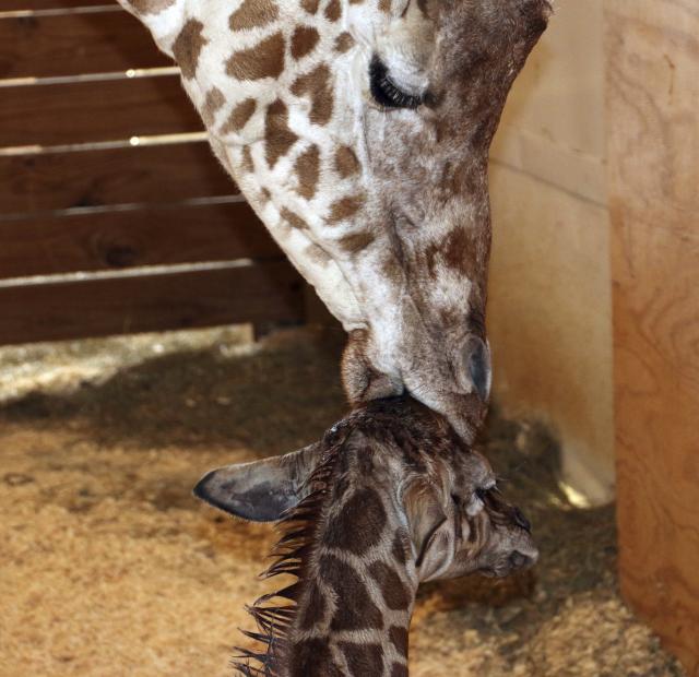 Žirafa donela mladunče na svet pred milionskom publikom
