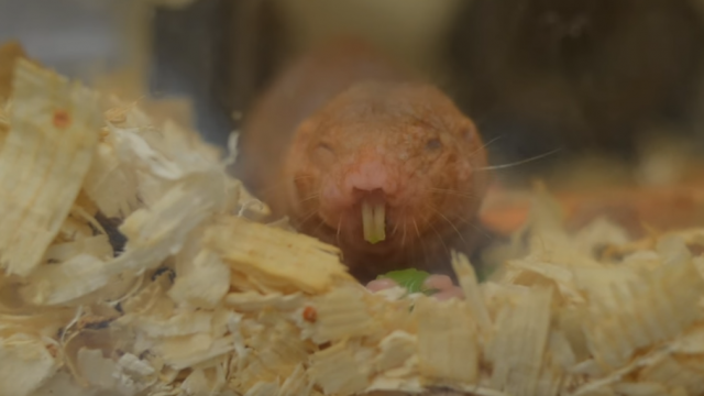 Ovaj sisar zastrašujuæeg izgleda može da živi bez kiseonika