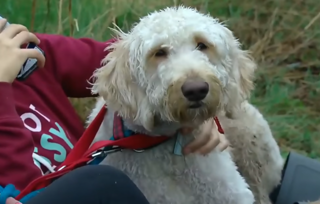 "Ludo" putovanje psa Kupera u Kanadi (VIDEO)