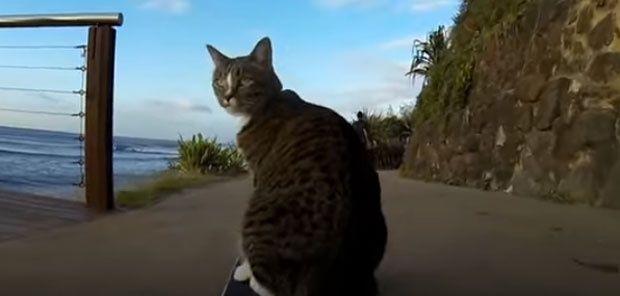 Maèka surfuje i preskaèe pse dok vozi skejt (VIDEO)