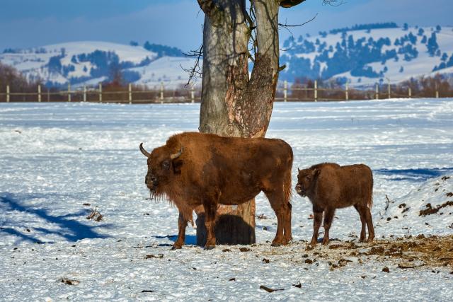 Na Dan planete u parku Banf rođen prvi bizon posle 140 godina