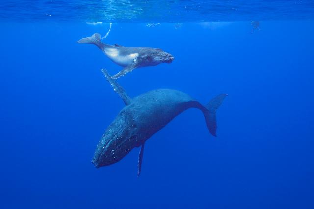 Mladunci grbavih kitova imaju tajnu sposobnost