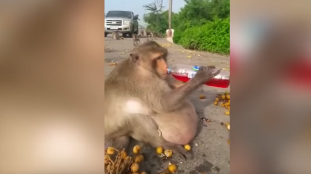 Turisti doveli majmuna do teške gojaznosti (VIDEO)