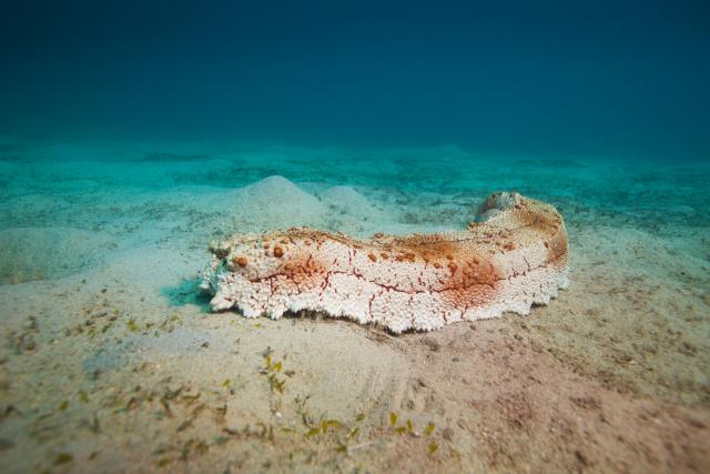 Nauènici otkrili zapanjujuæu sposobnost morskih krastavaca