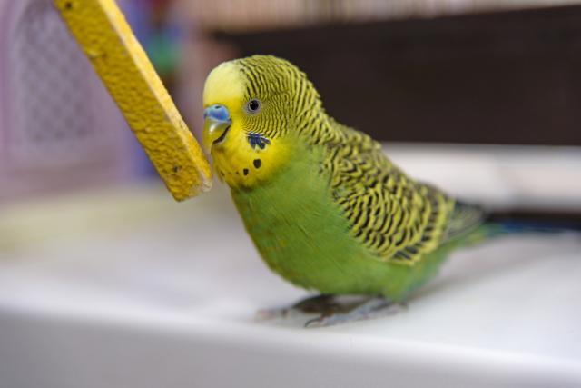 Deset stvari iz domaæinstva koje su otrovne za papagaje