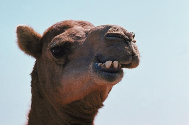 Napuštene kamile umiru na periferiji Podgorice
