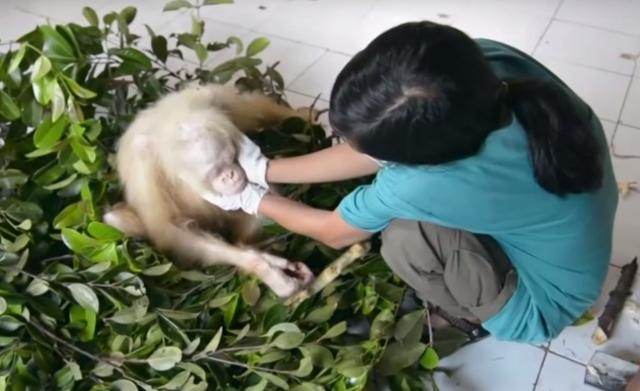 Traže se predlozi za ime albino orangutana na Borneu