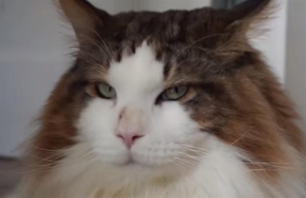 Upoznajte najveæeg maèka iz Njujorka (VIDEO)