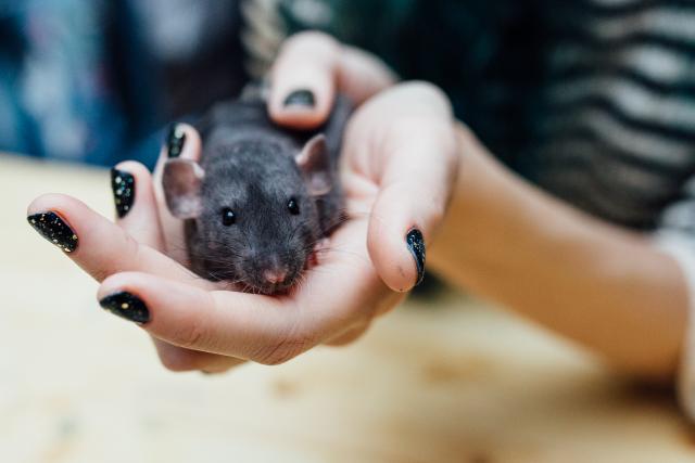 Iz "svemirske sperme" roðeni zdravi miševi