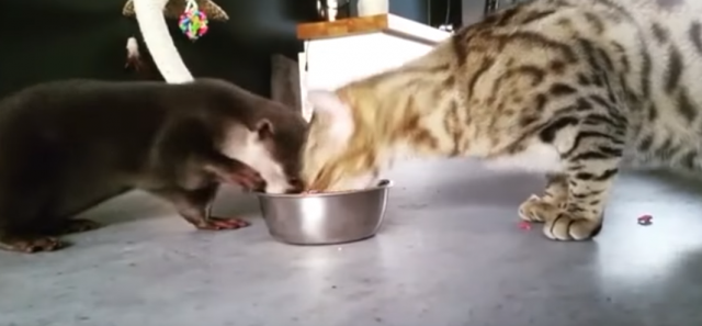 Vidra i maca najbolji drugari (VIDEO)