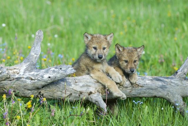 U Zoo-vrtu u Jagodini rođene dve sive kanadske vučice