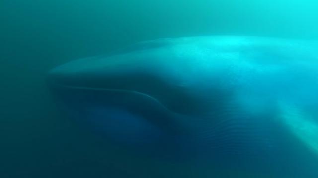 RTS: "Plavi kit" stigao u Srbiju, prvi sluèaj u Beèeju
