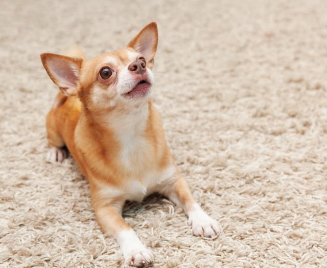 Zašto psi “kopaju” po tepihu?