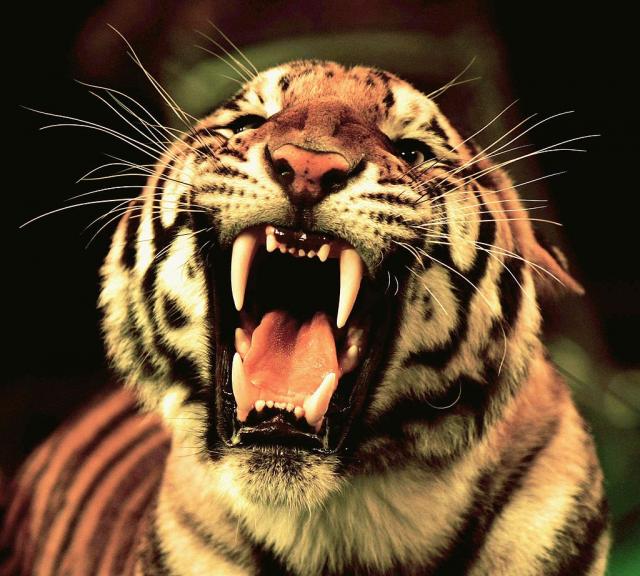 Tigar ubio čuvarku zoološkog vrta u VB