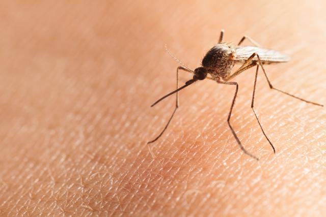 Blic: Najezda komaraca u Beogradu, ali ima i dobra vest