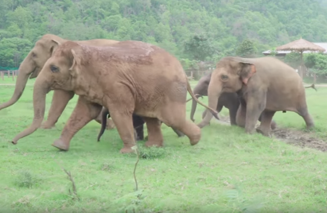 Reakcija slonova oduševila ceo svet (VIDEO)