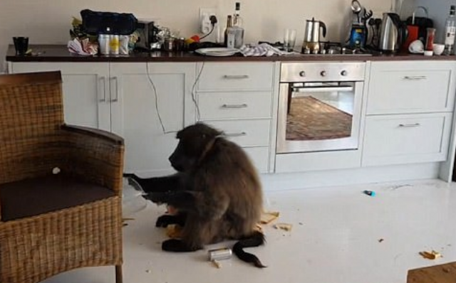 Policija prekinula majmunski provod veka (VIDEO)