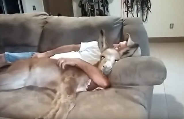 Kako izgleda kad magarac postane kućni ljubimac (VIDEO)