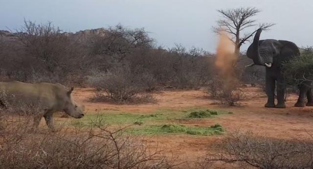 Dramatična borba slona protiv tri nosoroga - ko je pobedio?