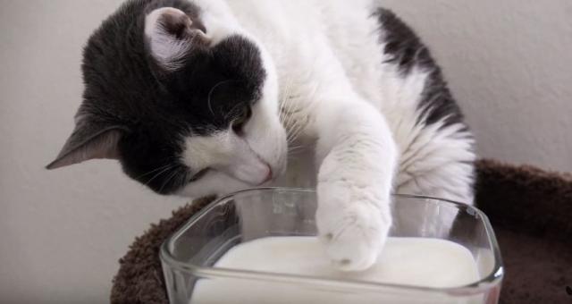 Smeju li mačke da piju mleko?