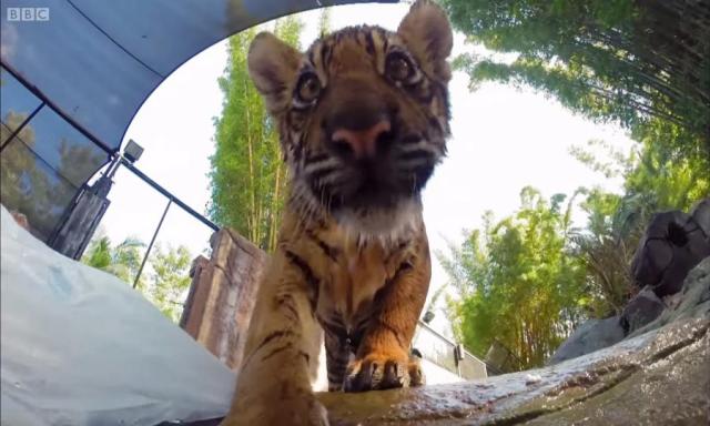 Video koji æe vam ulepšati dan: Tigriæi uèe da plivaju