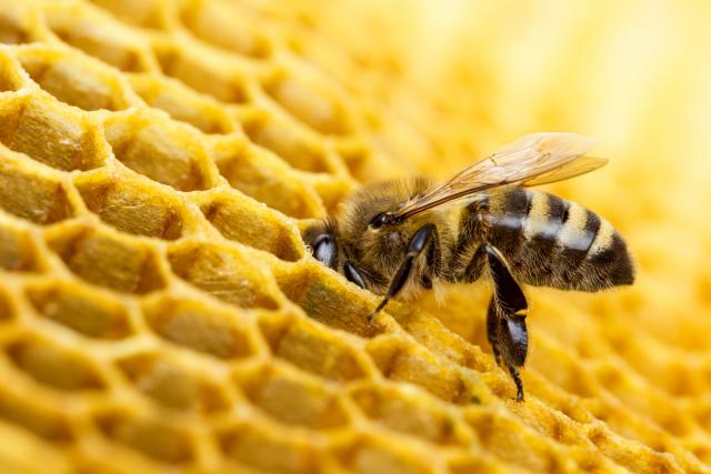 Slovenci traže da se pčele proglase ugroženom vrstom