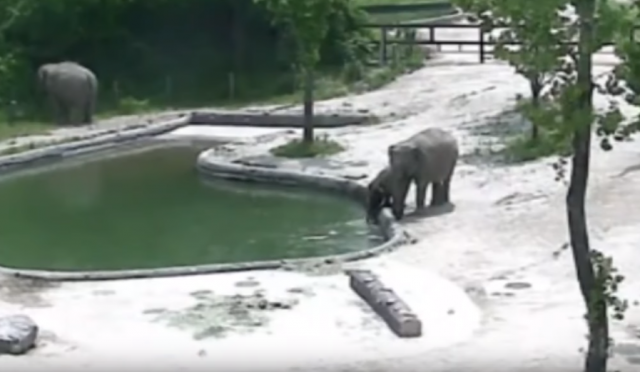 Tihi heroji: Slonovi spasili mladunče davljenja (VIDEO)