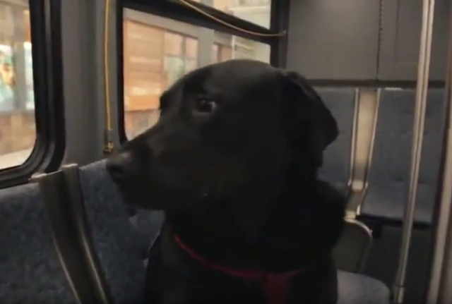 Stalni putnik gradskog prevoza: Pas koji sam ide u park