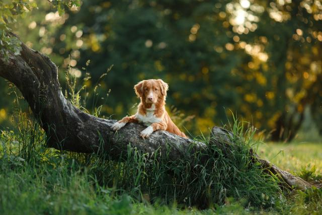 Čuvar šume je spasao psa od sigurne smrti
