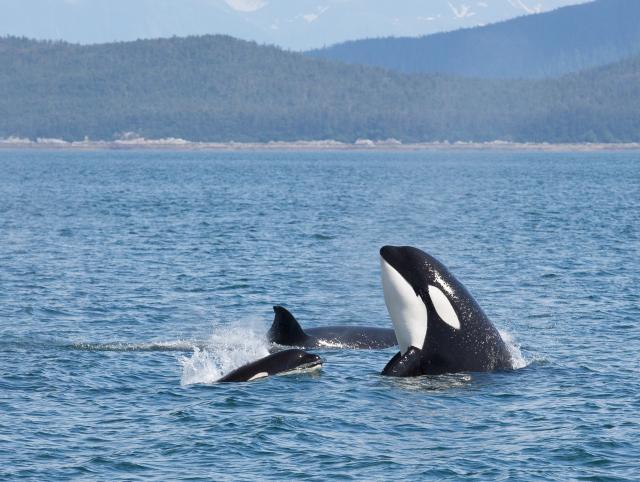 "Bande" kitova ubica haraju vodama Aljaske