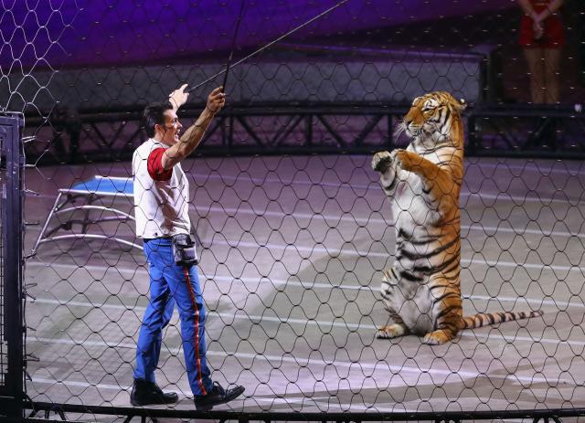 Njujork zabranio divlje životinje u cirkusima