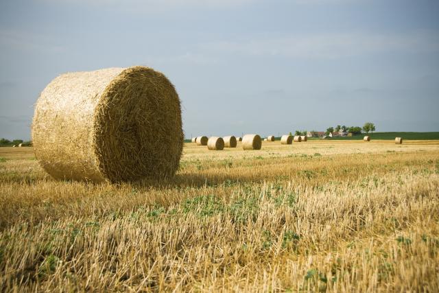 Arapi u Vojvodini: Treba videti kako je u pustinji