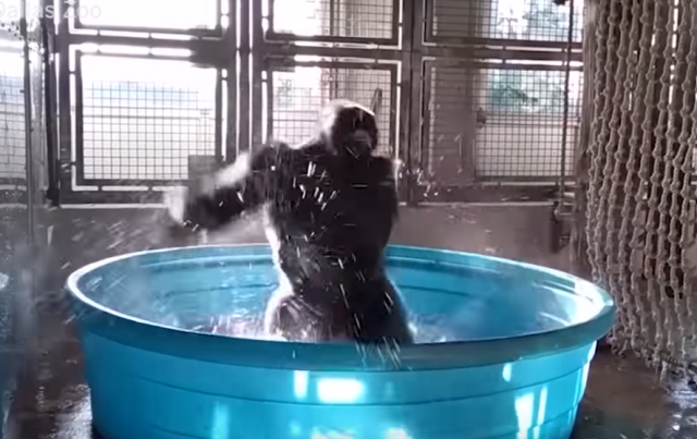 Snimak gorile koja pleše u bazenu ulepšaæe vam dan