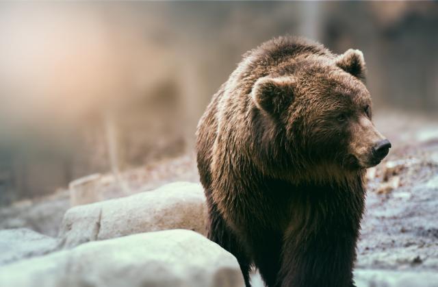 Grizli iz Jeloustona skinut sa liste ugroženih vrsta