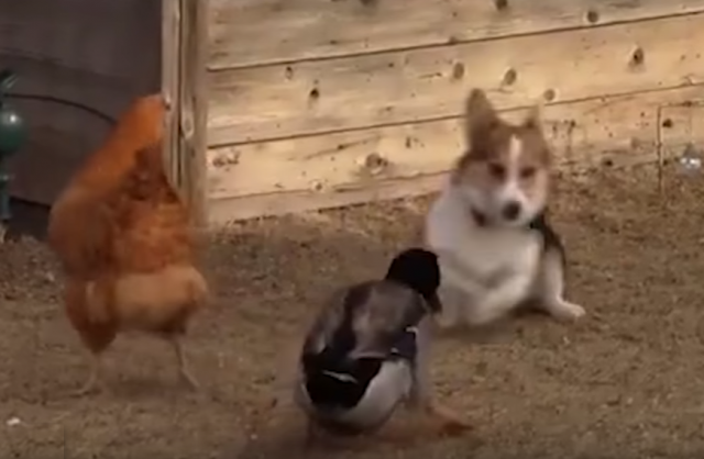 U "borbi" psa i kokoške pobedila patka (VIDEO)