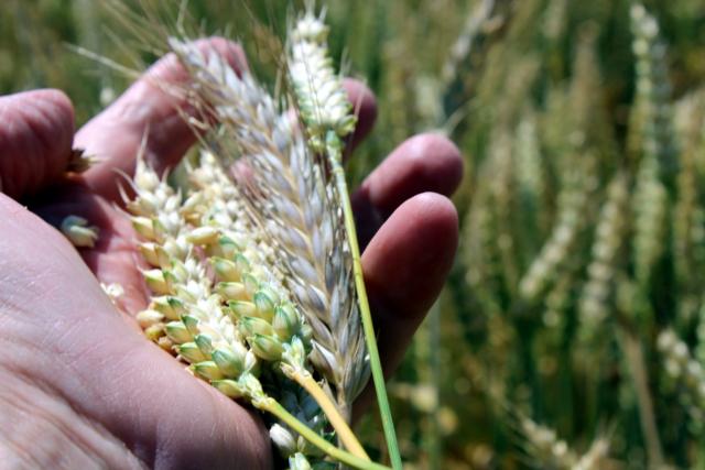 Loša godina, ali Srbija ne uvozi pšenicu
