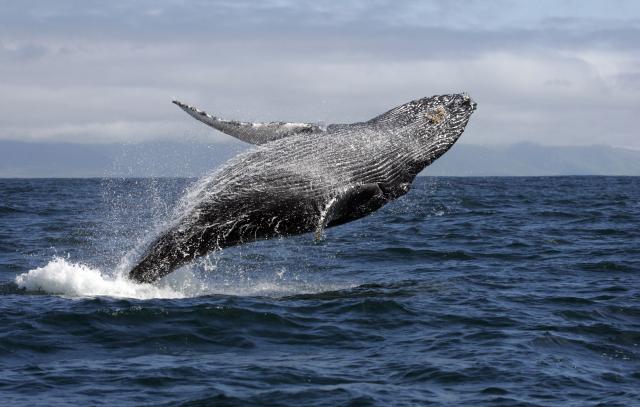 Ogromni kit se pojavio nitkuda i potpuno iznenadio ribare / VIDEO