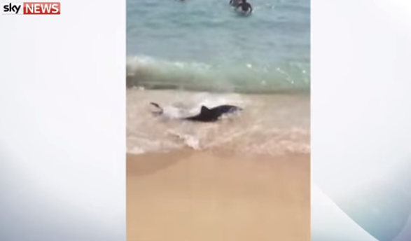 Na Majorki evakuisano nekoliko plaža zbog ajkule VIDEO