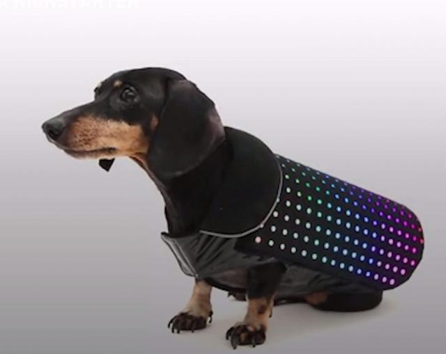 Kada obuèe ovaj prsluk, vaša kuca postaje "Disco Dog"