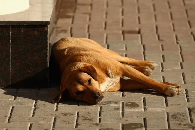 Ko ubija pse u Kosovskoj Mitrovici?