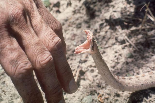 Direktorka Torlaka: Seruma protiv zmijskog otrova ima