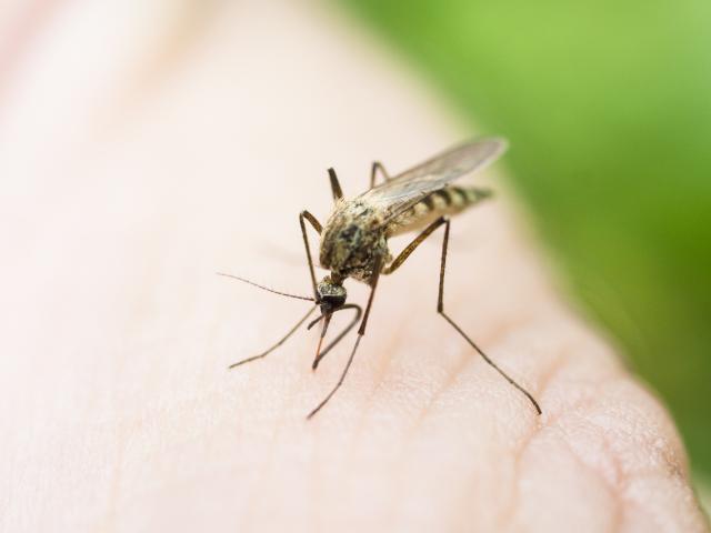 Suzbijanje komaraca na N. Beogradu, Voždovcu i u Zemunu