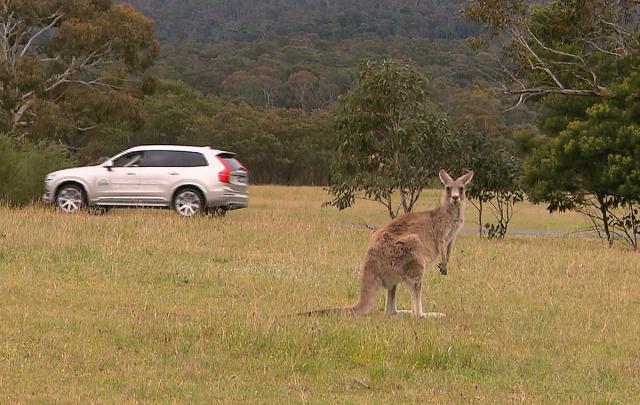 Kenguri "zbunjuju" samovozeæe automobile u Australiji