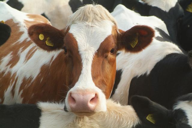 Vegetarijanac donirao farmu krava prihvatilištu za životinje