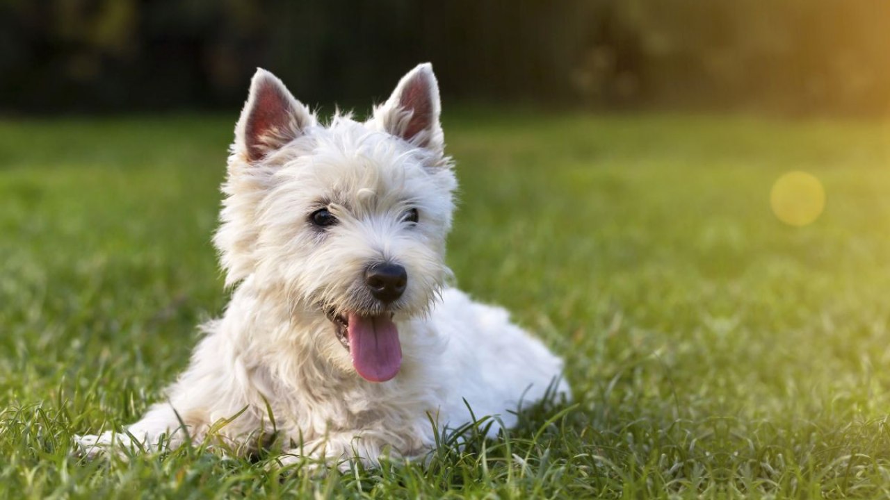 je li normalno da psi jedu ljudski izmet