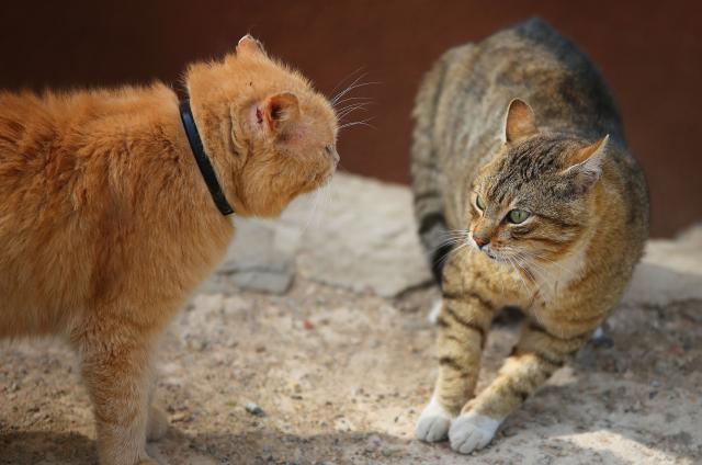 Kako sprečiti svađu među mačkama?