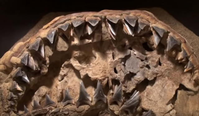Fosilni ostaci ajkule pronaðeni na nadmorskoj visini od 3.800m