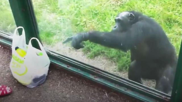 Pretužno: Šimpanza preciznim objašnjenjem zamolila posetiteljku za sok