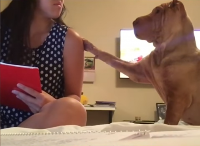 Toliko je fin: Pas pokušava da privuèe pažnju svoje vlasnice (VIDEO)
