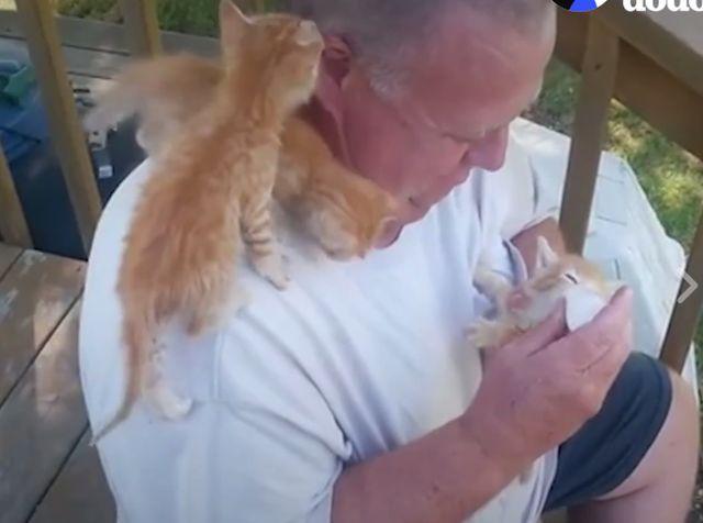 Čovek koji živi san svakog ljubitelja mačaka (VIDEO)